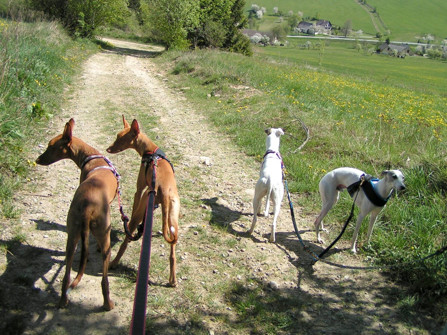 19 - Roženecké Paseky - květen 2007