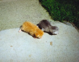 002---červenec-1997-Macínka-má-koťátka