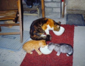 003---srpen-1997-Macínka-má-koťátka---Mikešku-a-Mourínku