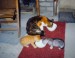 003 - srpen 1997 Macínka má koťátka - Mikešku a Mourínku